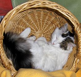 Tiki, une vraie chatte en peluche qui habite au chalet